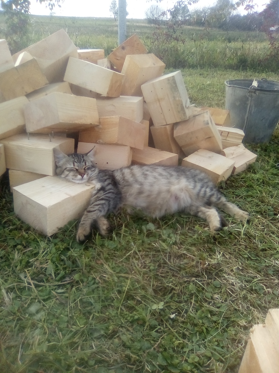 Летом, на свежем воздухе - везде сладко спится