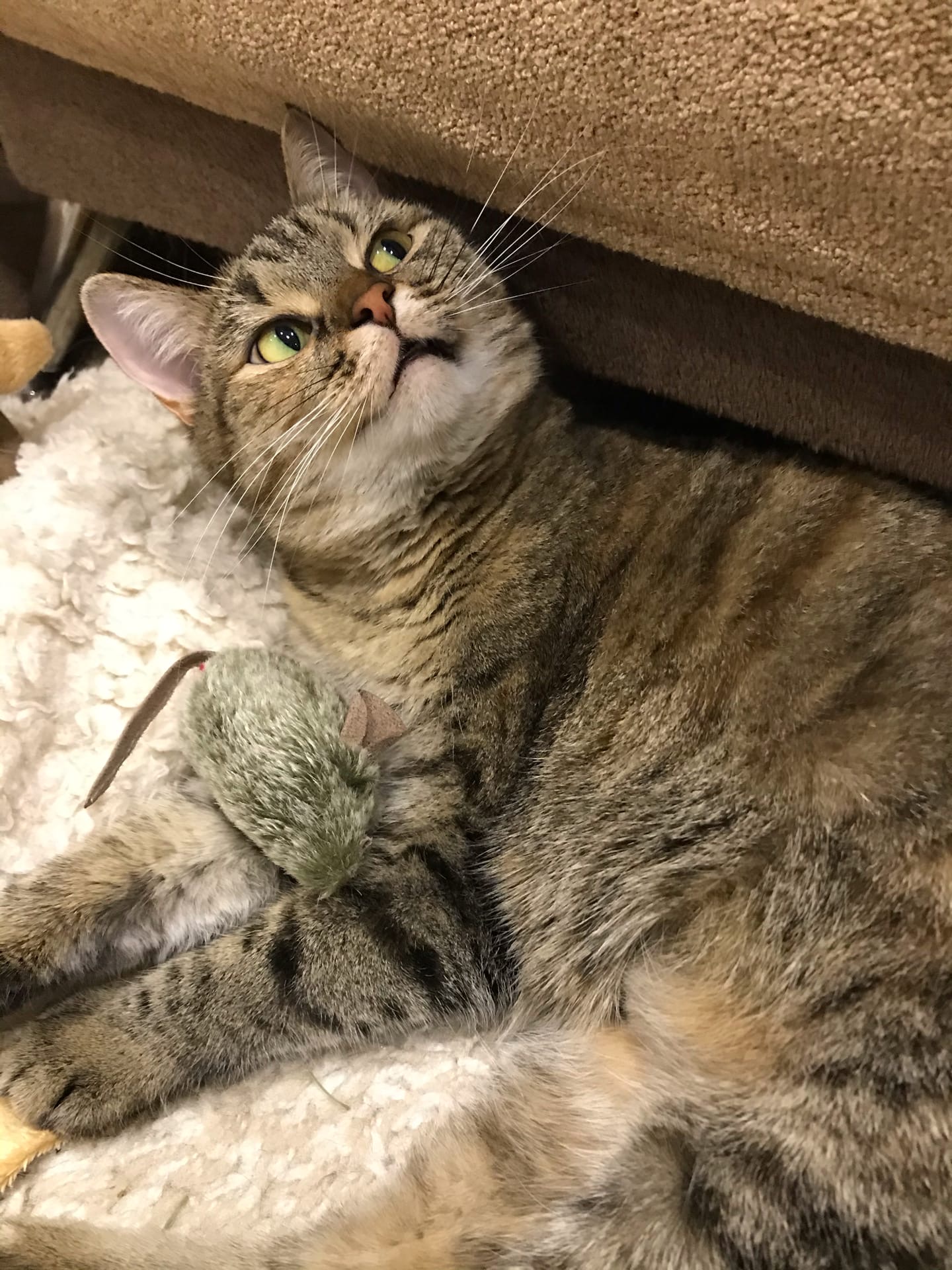 Совести у Вас нет, выгнали кота на коврик