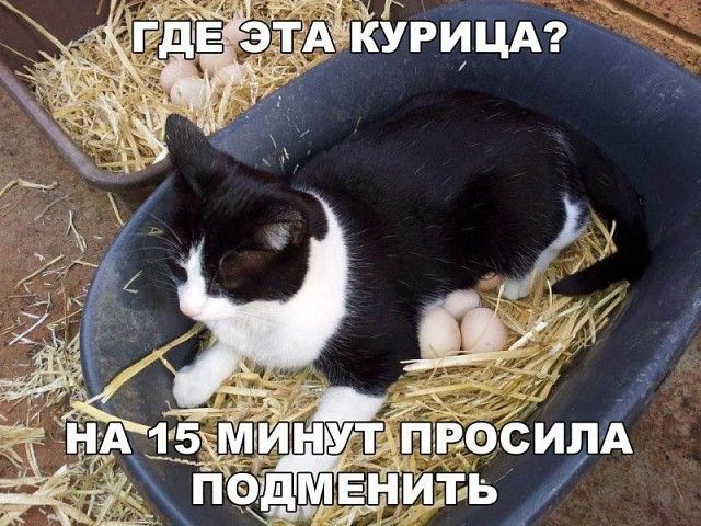 Вот и верь, после этого курицам