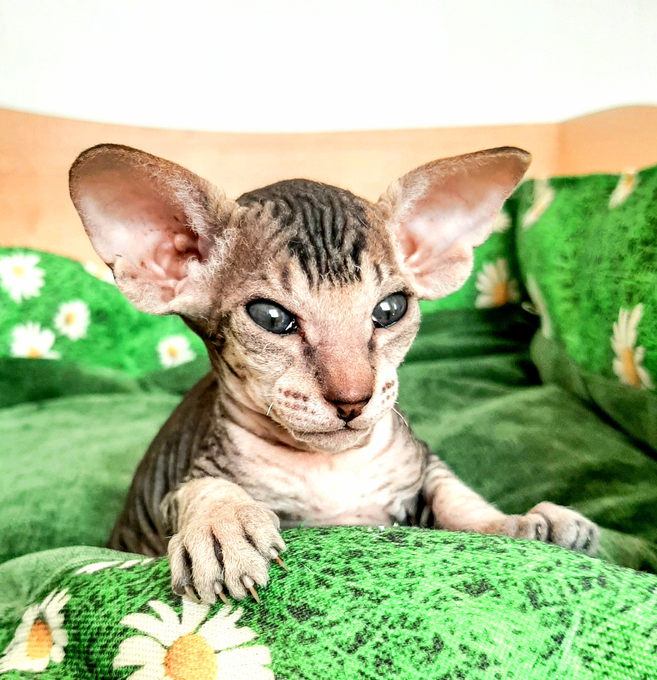 Внимательно слухаю