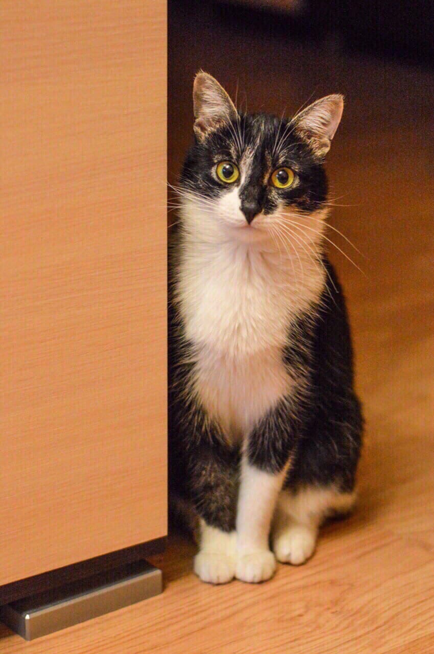 Вы куда собрались, меня не покормив