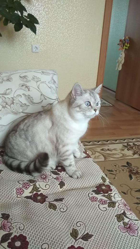 Хозяйка, к нам кто - то в окно пытается залезть