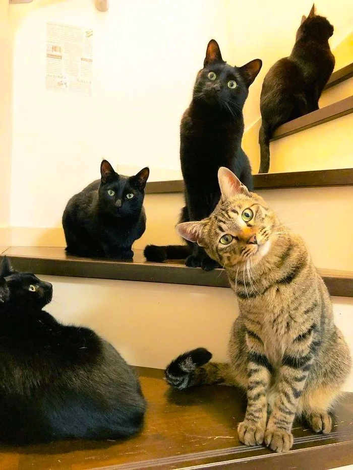 Вы, нам гостинцы принесли