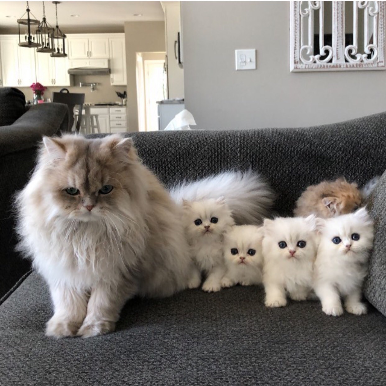 Не хочу хвастаться, но у меня очень послушные детки