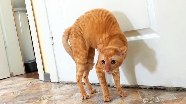 Кто Васеньку будет обижать, получит сильно и больно