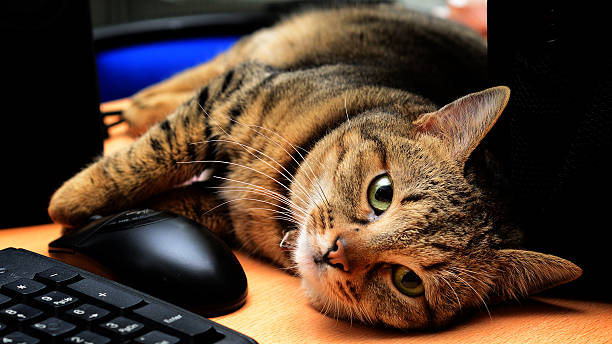 Отдохните от работы, погладьте кота