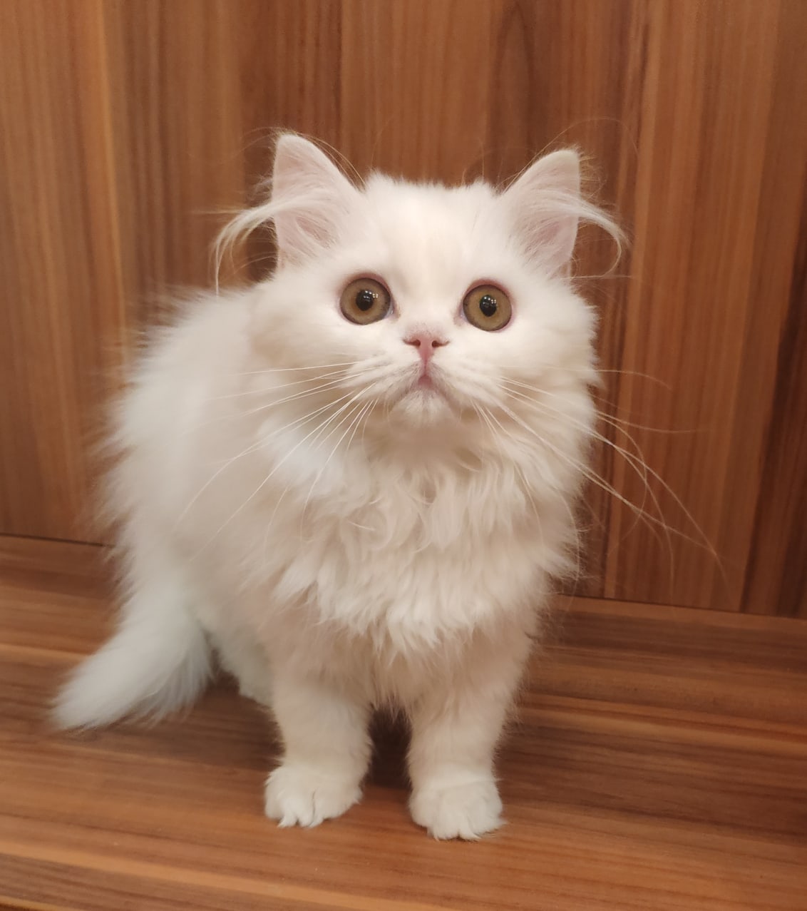 Мои тыгыдымки всем спать мешают, какая жалость