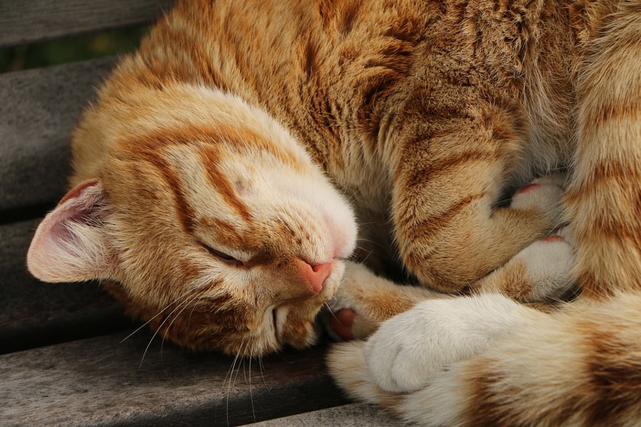 Мне бы, мягкую постельку