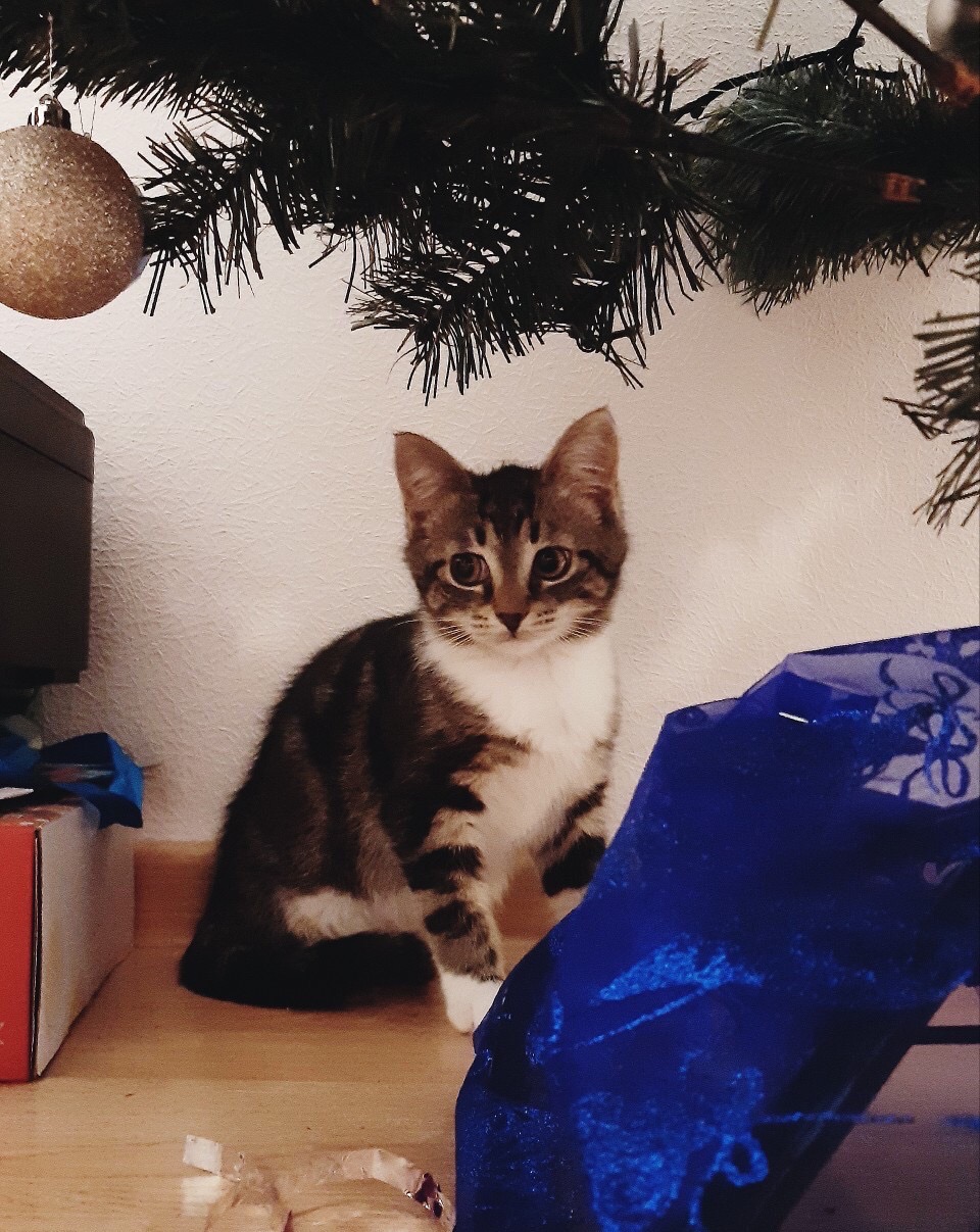 А, где же мой подарочек