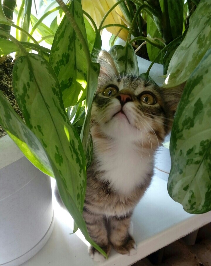 Когда я вырасту, я съем эти цветочки