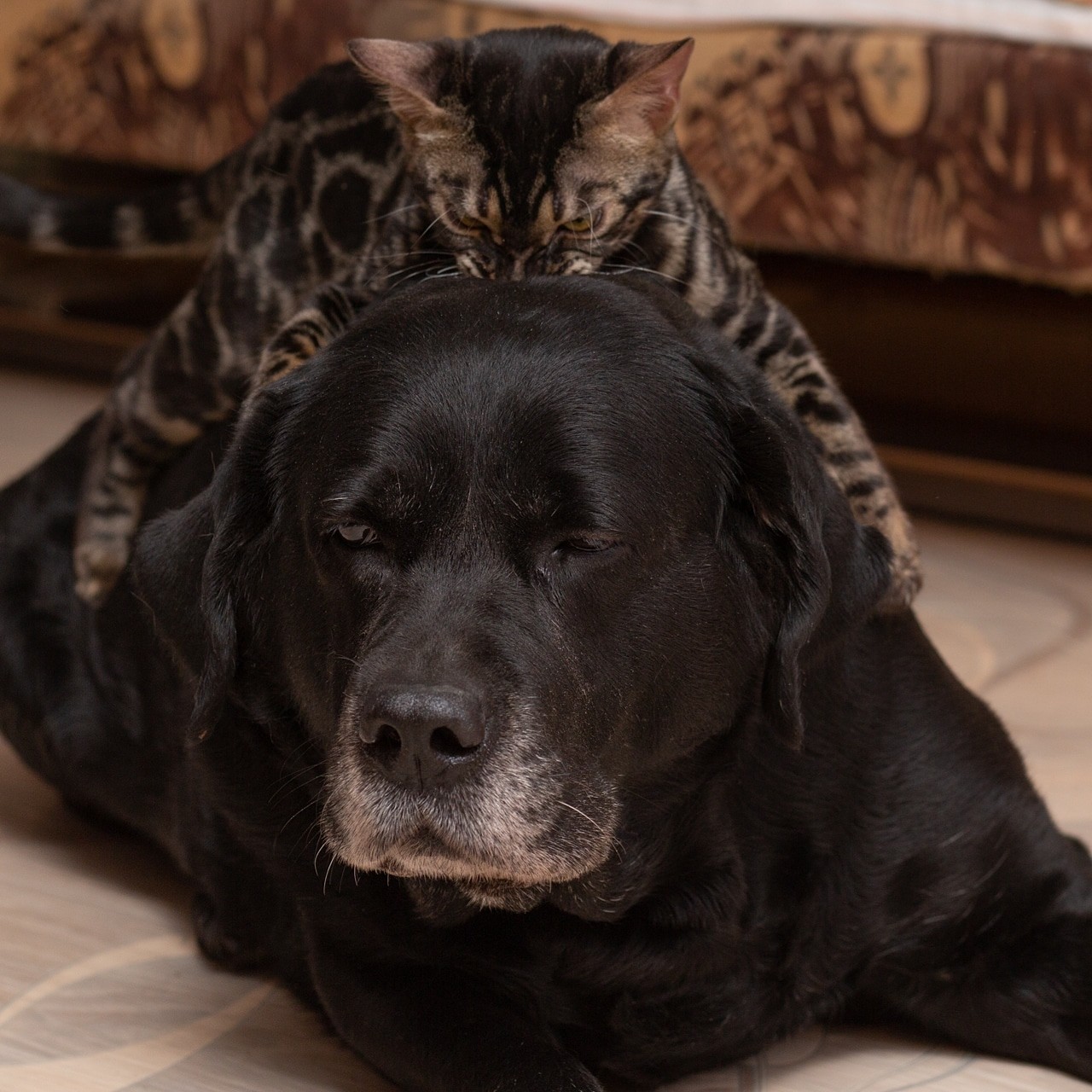 Ох и люблю же я, свою собаку