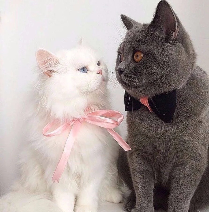 В ЗАГСе никого не бойся, просто со всем соглашайся