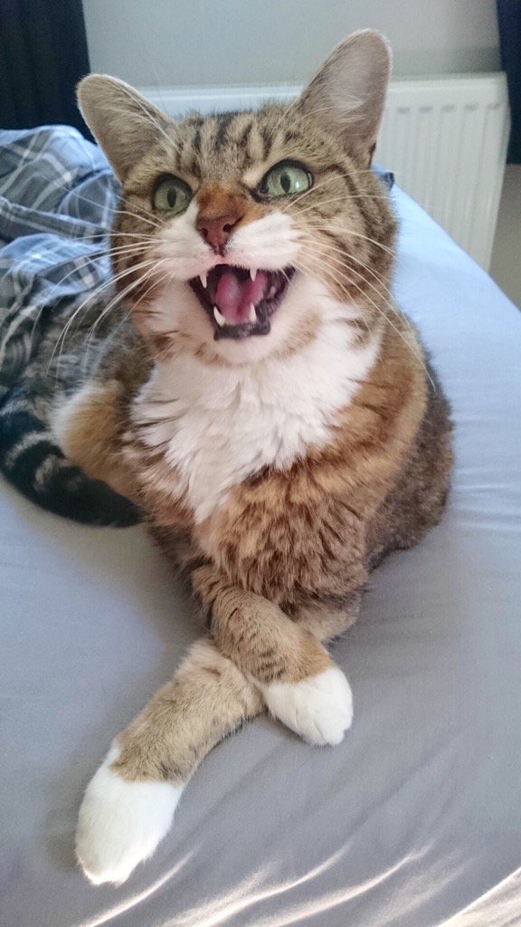 Хозяюшка, я проснулась