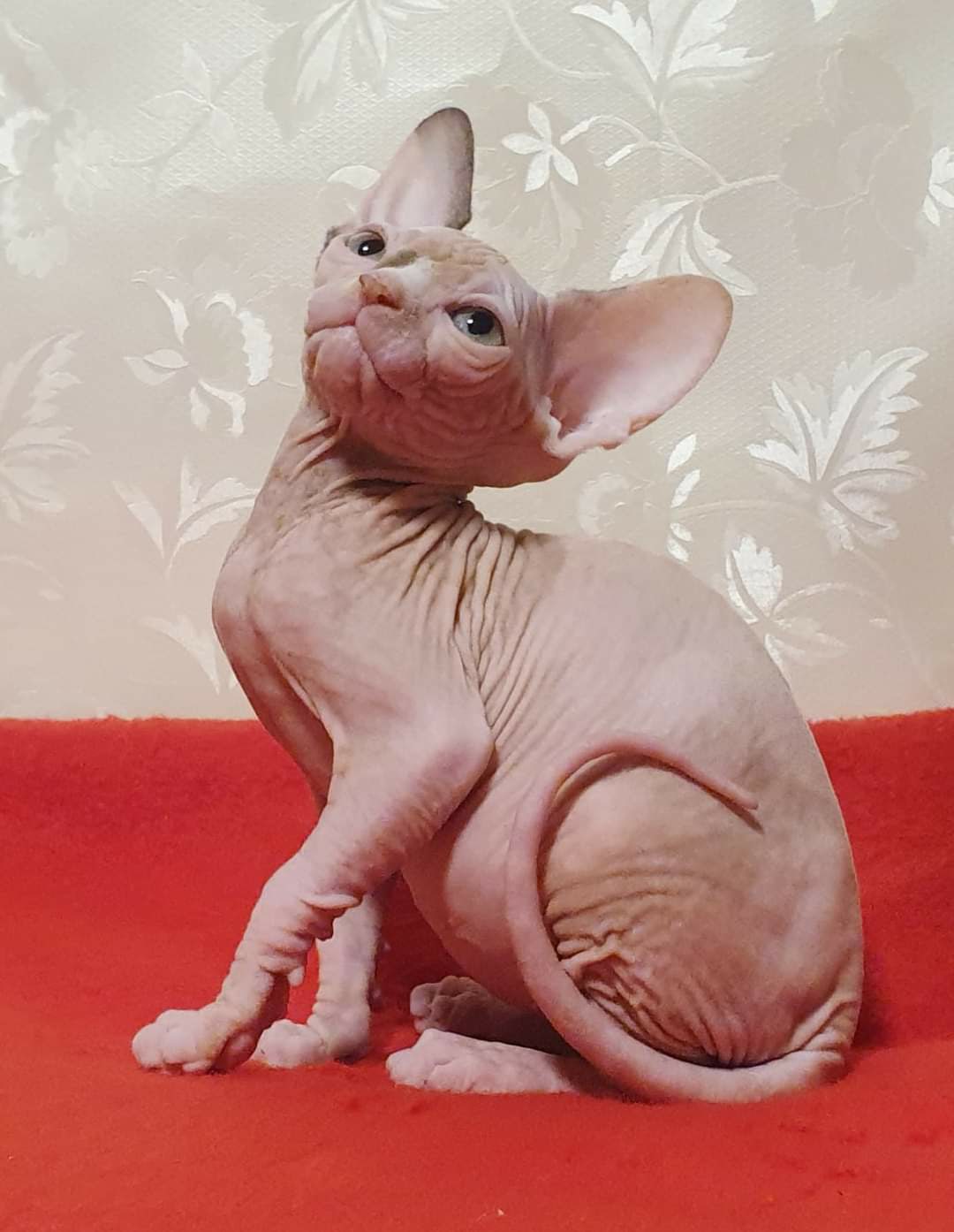 От Ваших комплиментов - у меня кружится голова