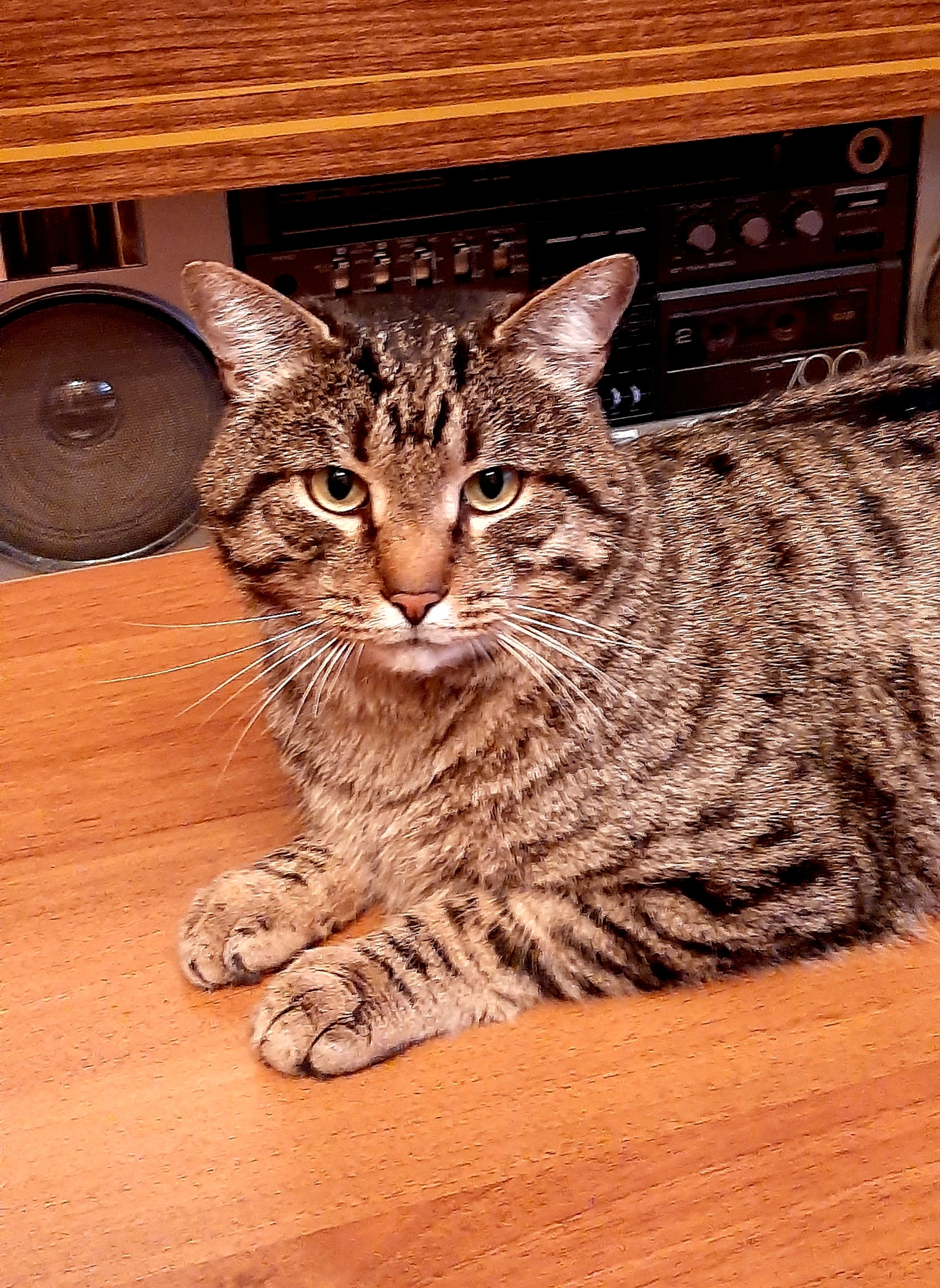 Меломан со стажем