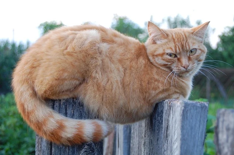 Я первый парень на деревне, но в деревне один дом