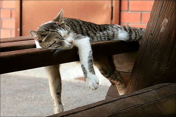 Покайфушки на лавочке