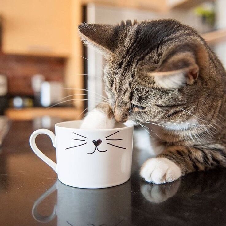 Моё утро начинается - с чашечки молочка