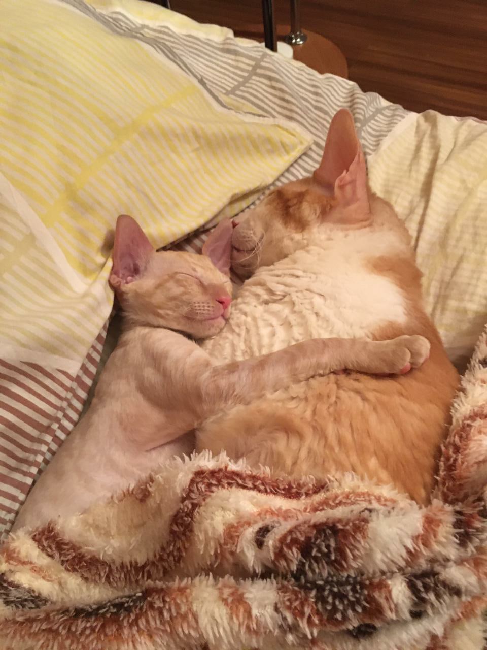 Убаюкали друг - дружку