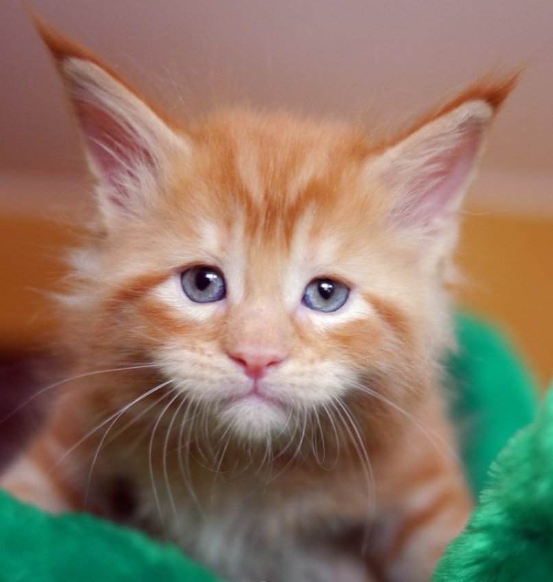 Ну, что - доигрались, разбудили меня