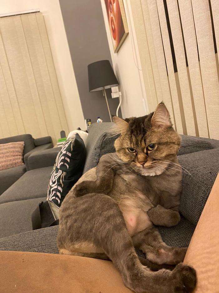 Хозяева сказали, что с новой стрижкой, я самый модный