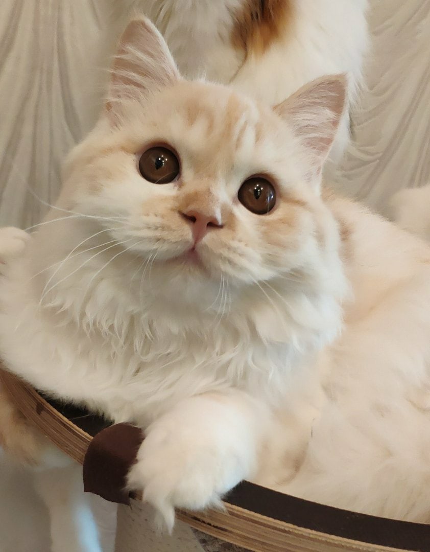 Кареглазая чаровница