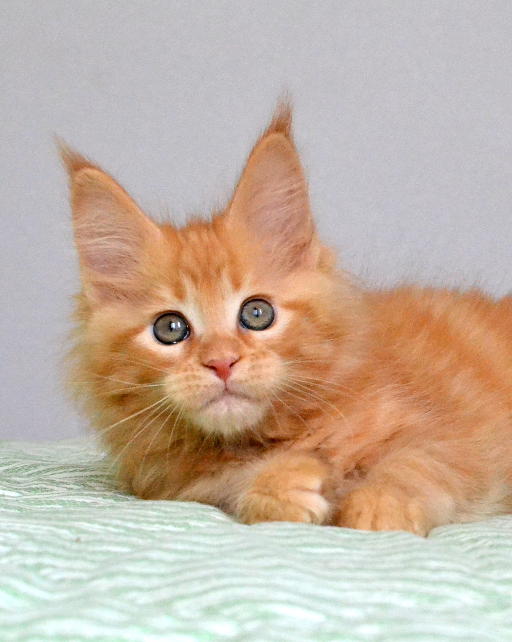 Кто это, не хочет мне за рыбкой в магазин сбегать