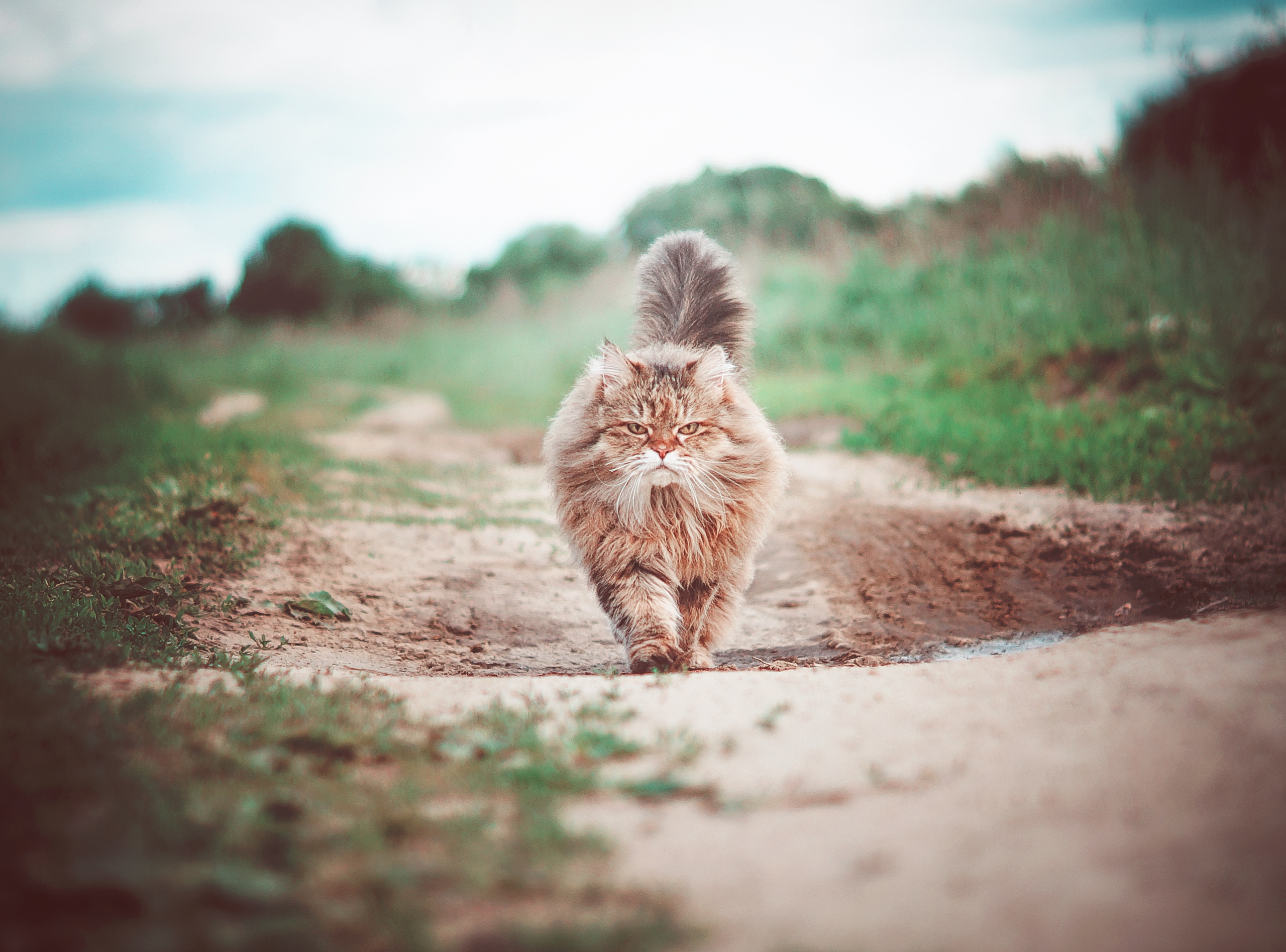 Я иду домой и ничто меня не остановит