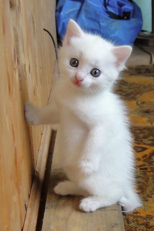 А где обои, что же я буду драть