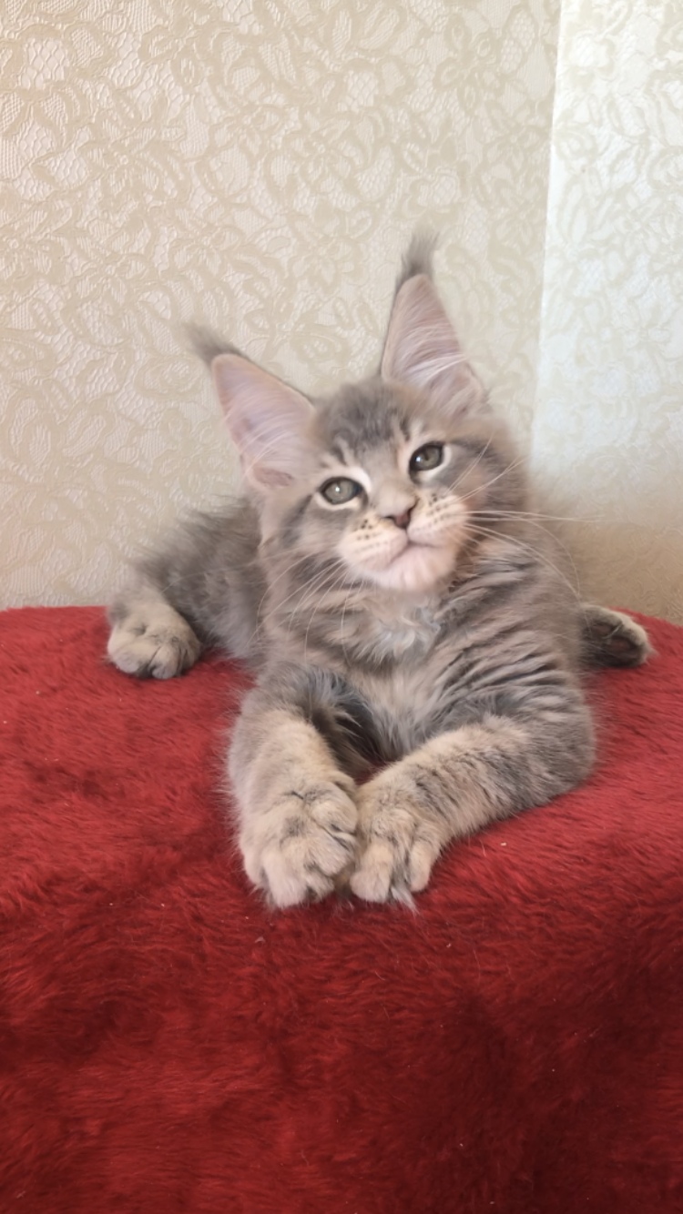 Я не балованный, я игручий