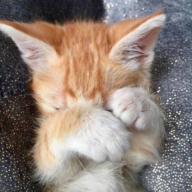 Я посплю чуть - чуть