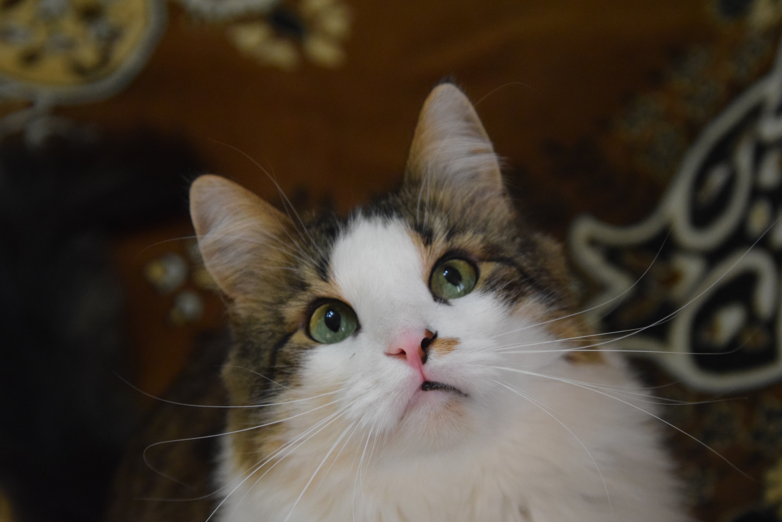 Что - то хозяева задерживаются с работы