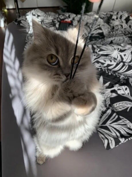 Дёрни, деточка за верёвочку