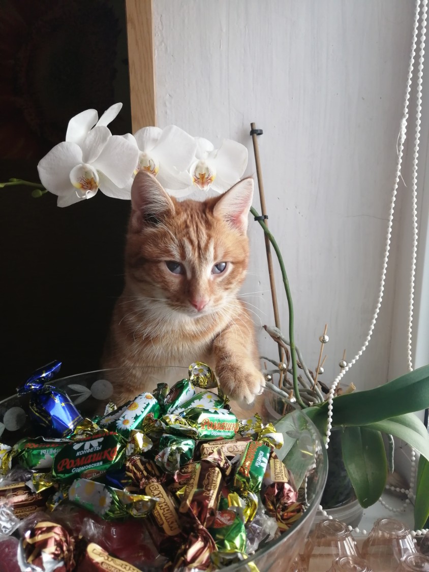 Хочу попробовать конфетку, а мне не разрешают