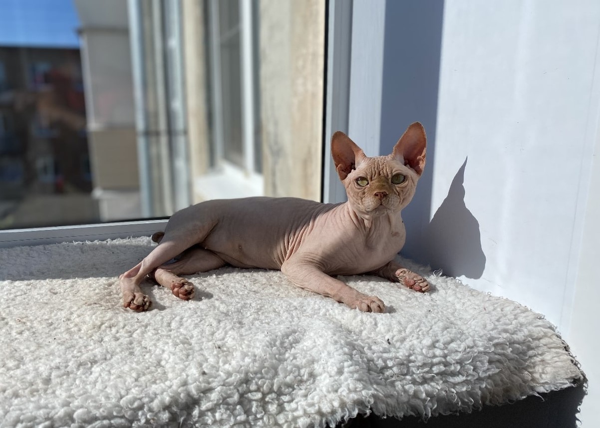 Хочу бронзовый загар