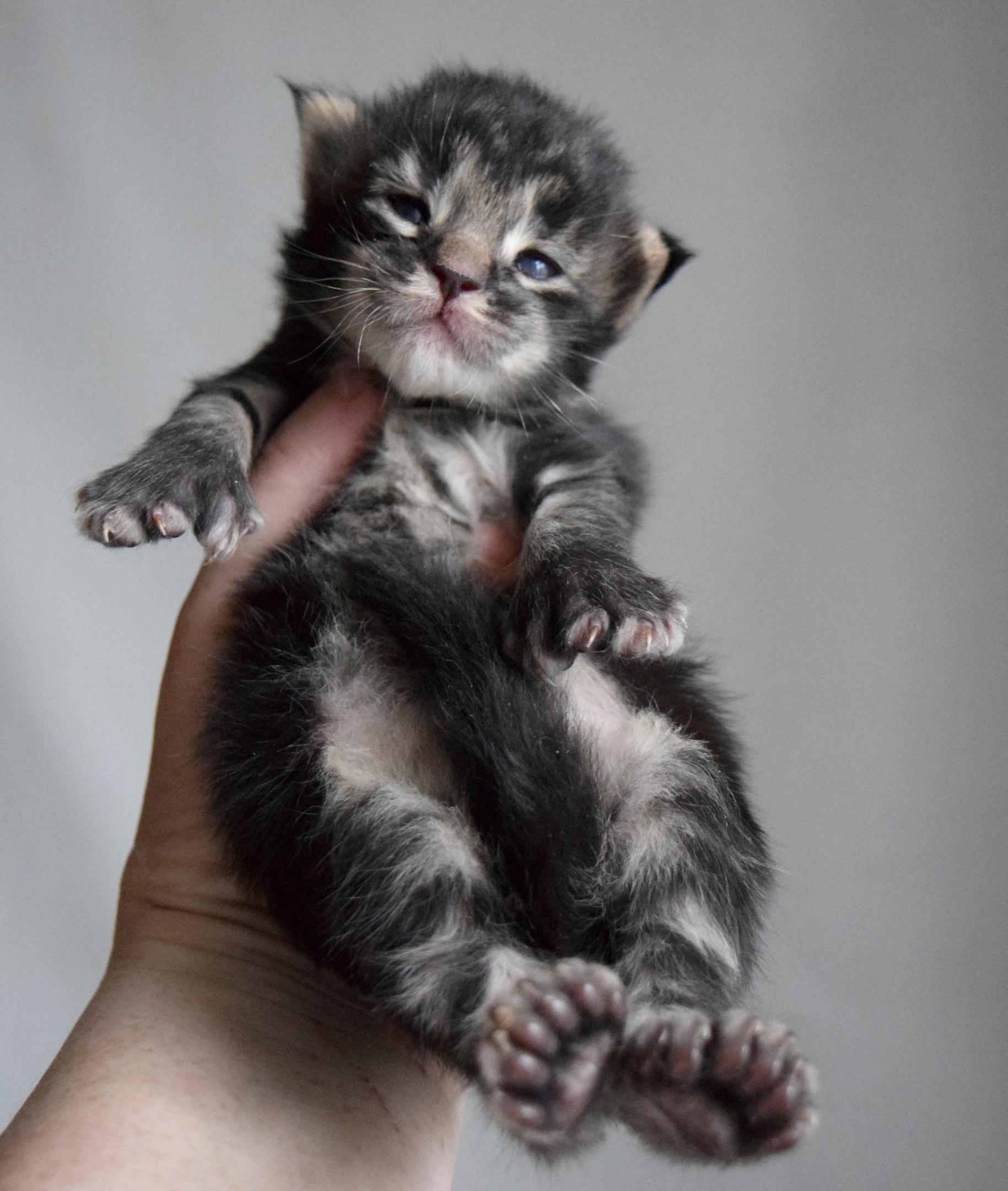 Я только что поел, положите меня спать