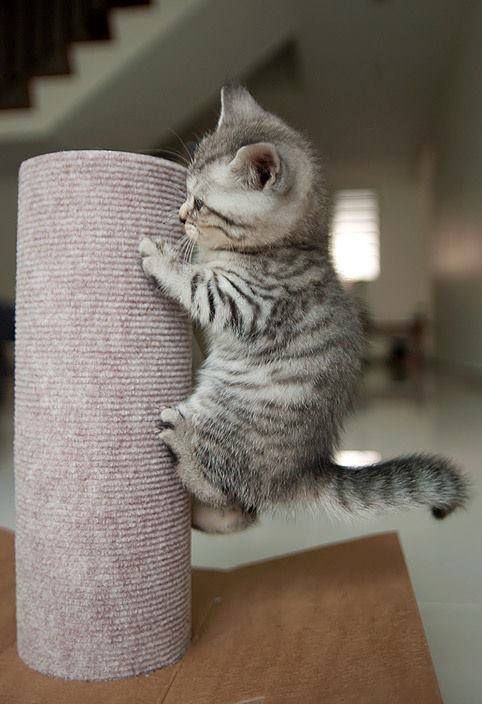 Я возьму эту высоту