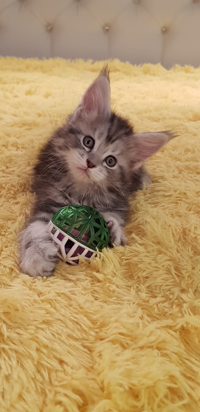 А, у меня новая игрушка