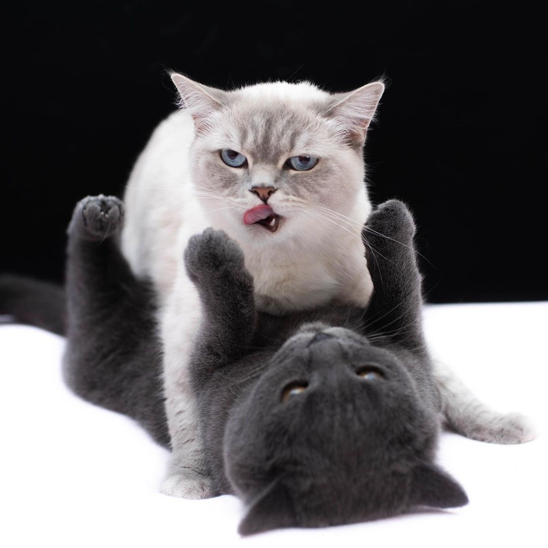 Сейчас я тебя съем, мой сладенький