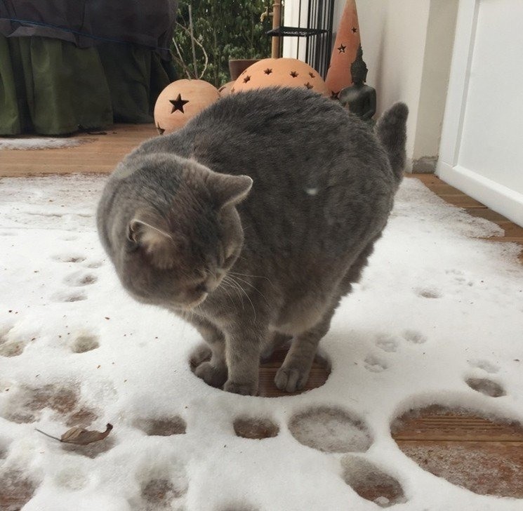 Кажется, к нам ночью приходил зверь невиданный