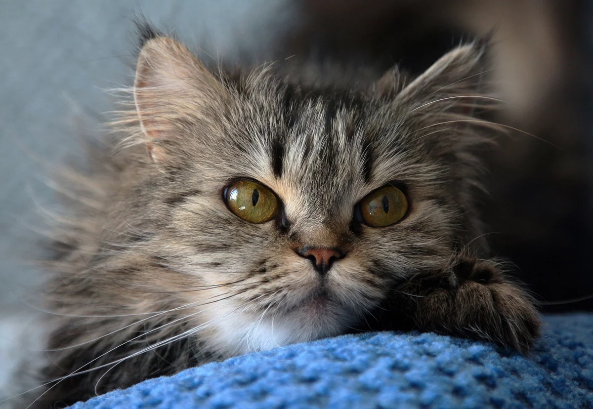 Кто это, мне спать не даёт