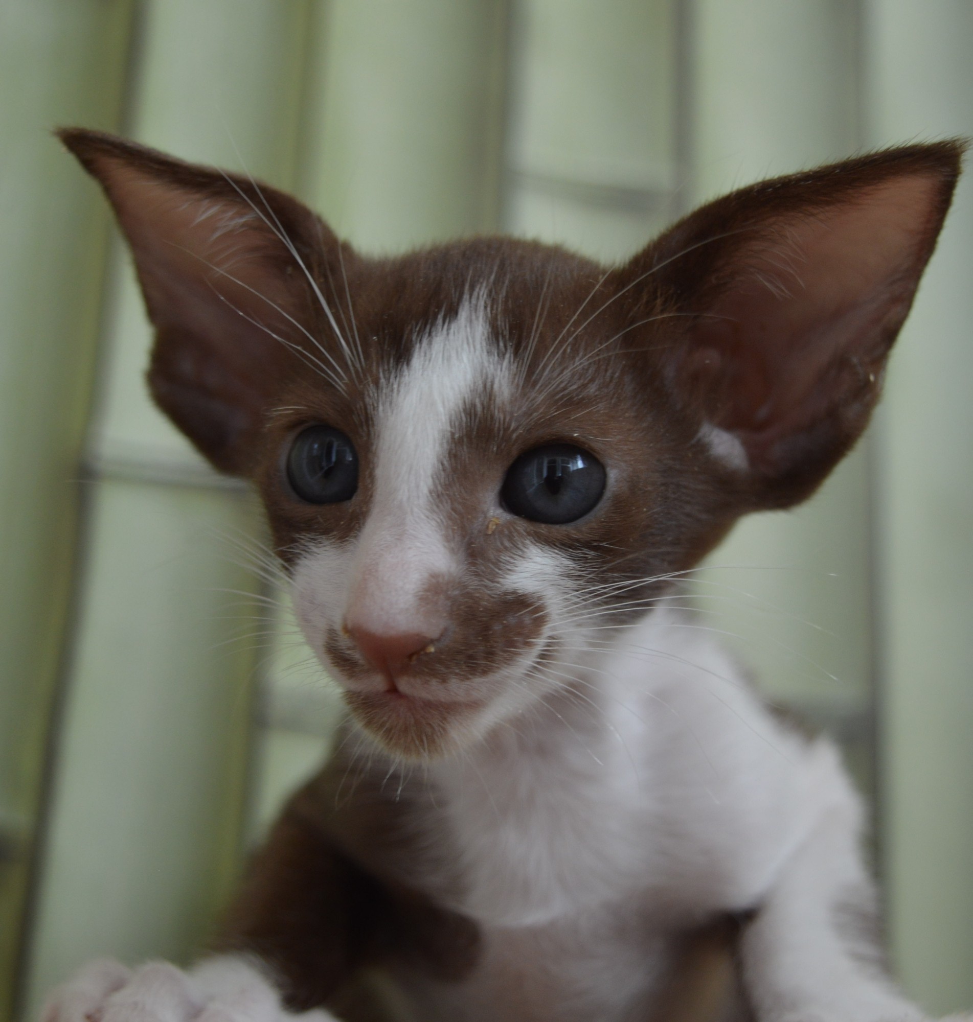 Малолетний обольститель