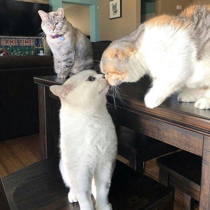 Здравствуйте, проходите и присаживайтесь на столе