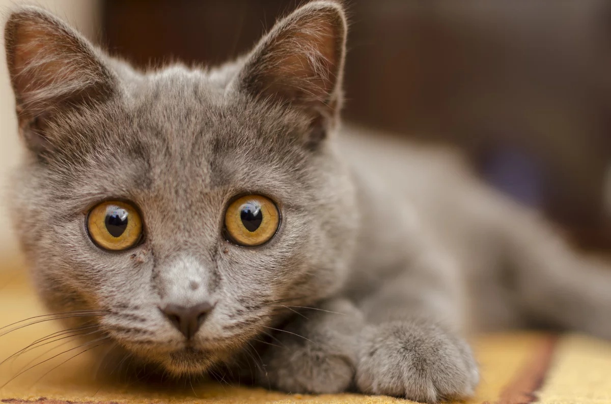 Вы, хотите со мной поиграть