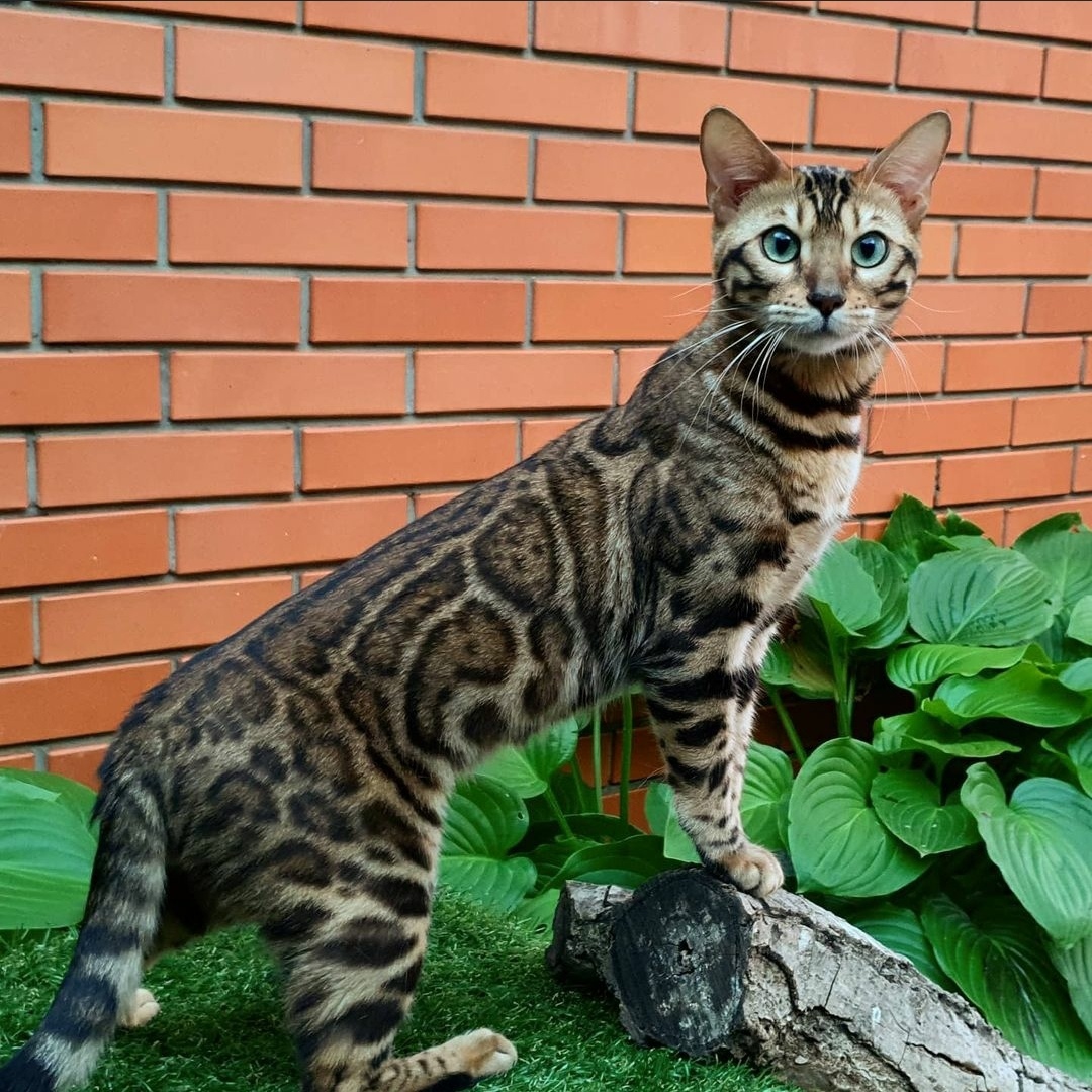 Кто, ходит в гости по утрам