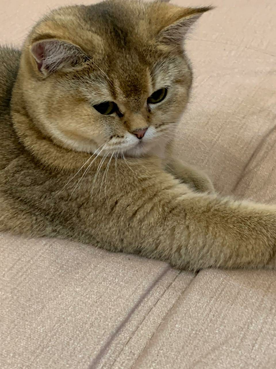 Принесите, мне завтрак - в постель