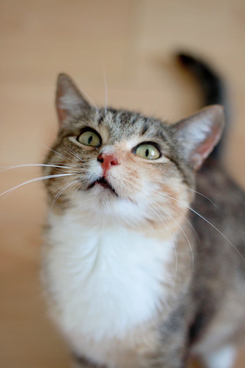 Я хочу тёплого молочка, перед сном