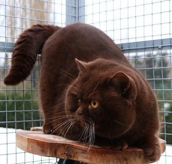 Я такой свирепый, что ко мне в клетку опасно заходить