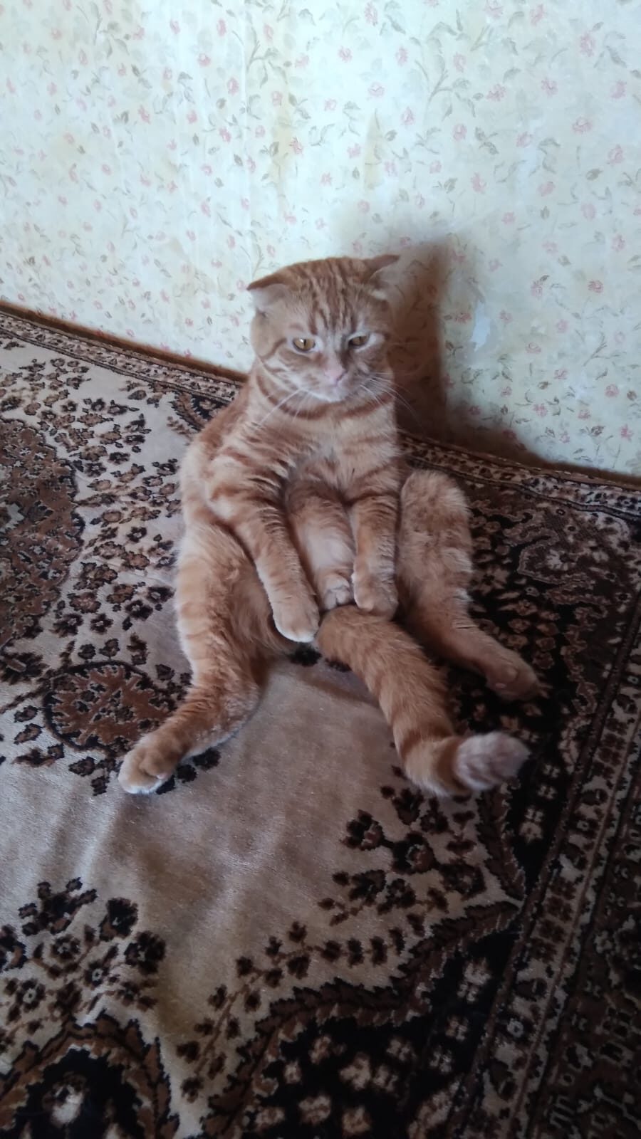 Эх, жизнь моя - жестянка