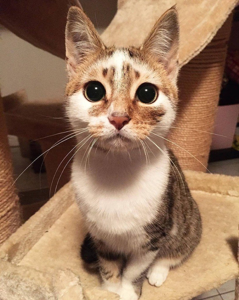 Хозяева, кто обещал - со мной поиграть